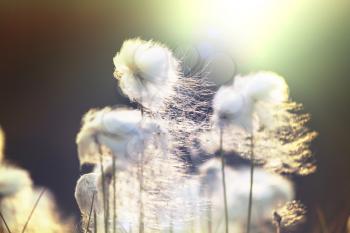 Arctic cotton flowers