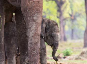 Baby elephant in Chitvan National Park, Nepal