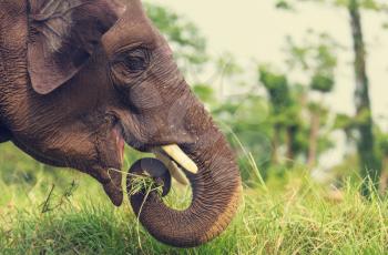 Baby elephant in Chitvan National Park, Nepal