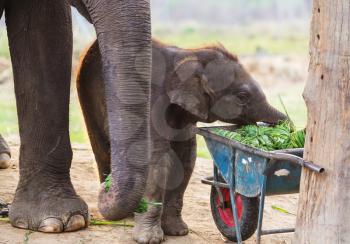 Baby elephant in Chitvan National Park, Nepal