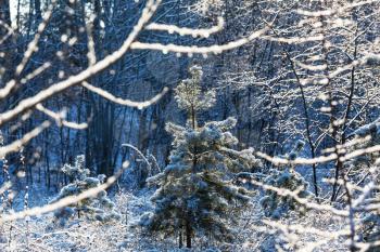 Picturesque snow-covered forest in the winter