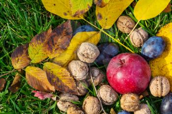 Fall season scene with crop of fruits and walnuts in the garden. Beauty of the Autumn.