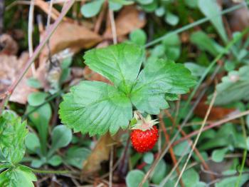 strawberries closeup with green leaves