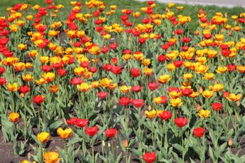 Yellow and red  tulip field 