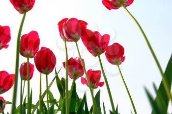 Red tulips, view from below against the sky.
