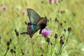 Butterfly, black swallowtail on a red flower.