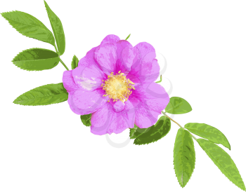 Wild rose isolated on white background. Vector illustration.