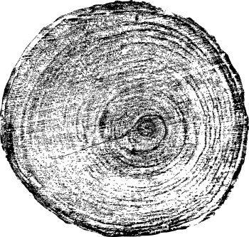 Tree rings saw cut tree trunk background. Vector illustration.