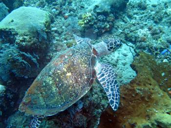 Hawksbill sea turtle current on coral reef island, Bali.