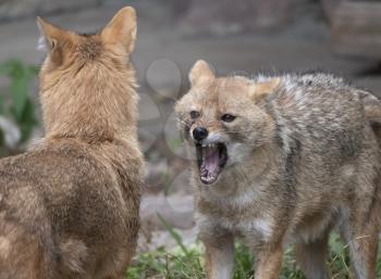 Golden jackal in nature tracks down prey, portrait.