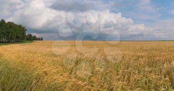 landscape of wheat field at harvest.