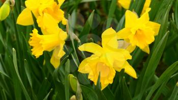 Close up of yellow daffodils (narcissus) flowering in spring sunshine.