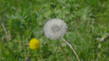 Nature background with dandelion flower on a green field