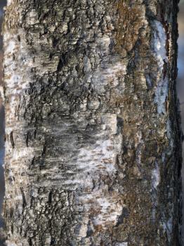 bark of birch in the cracks texture.