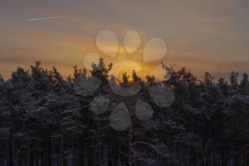 Sunset in the winter cold coniferous forest.