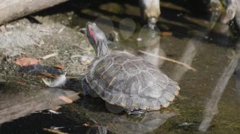 Ruby-eared beautiful turtle sits on a log in the water.