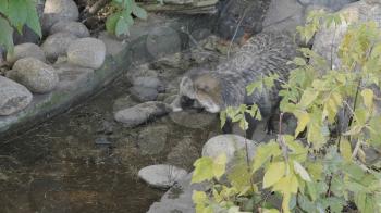 Cute young raccoon on the stone in the warm summer day at the forest.