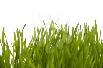 grass isolated on white background