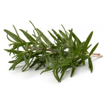 Sweet rosemary leaves isolated on white background