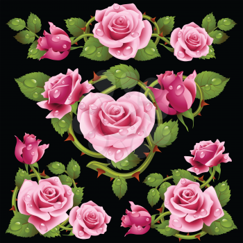 Vector pink Rose design elements isolated on black background