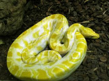 Royalty Free Photo of a Burmese Python