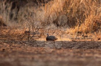 Royalty Free Photo of a Bird in Dirt