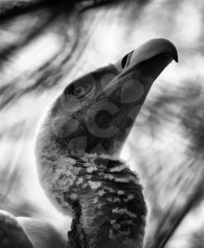 Royalty Free Photo of an African White Backed Vulture