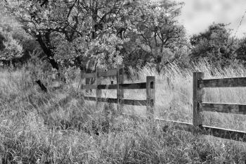 Black and White Picture of Old Wooden Farm Fence