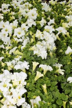 Flora a Bright White Flower Display Picture