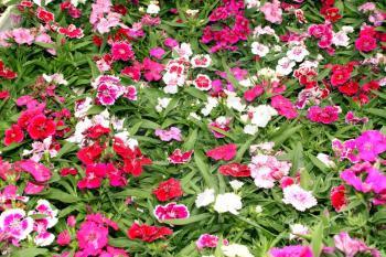 Flora a Bright Pink and White Purple Flower Display Picture