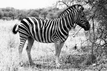 Beautiful, healthy Zebra standing proud in the South African Bushveld. Black and White Picture.