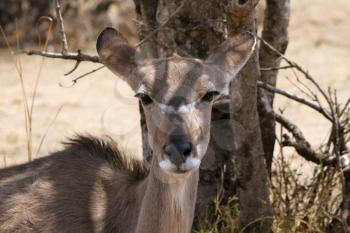 Kudu Cow with Ears Pinned Backward under a Bushvelt Tree