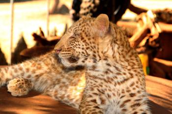 One of only 2 Strawberry Leopards in the world, 6 months old Madiba, hand reared at Akwaaba Lodge and Predator Park, Rustenburg, South Africa.