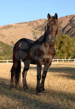 Portrait Picture of Large Strong Brown Colt Horse