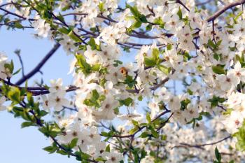 white blossom on three spring