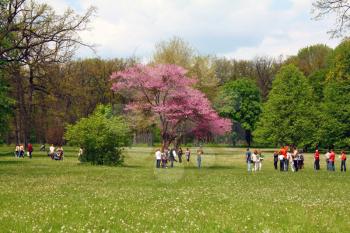 tree purple blossom and people green grass blue sky