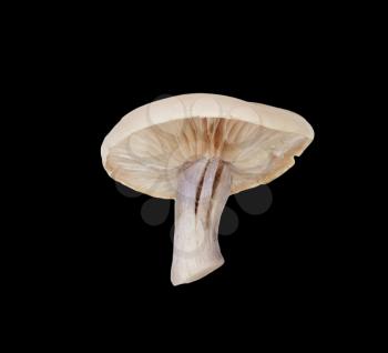 Whole single fresh porcini mushroom isolated on black background 