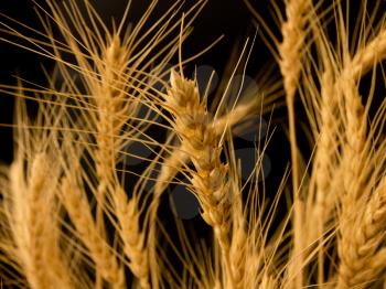 ears of ripe wheat on a black background 