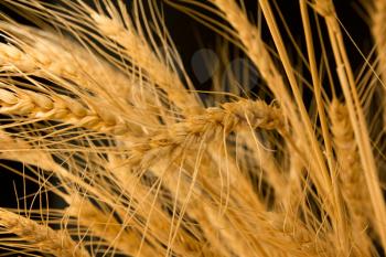 ears of ripe wheat on a black background 