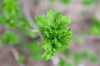 Young leaves of a currant