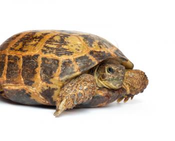 Turtle on a white background