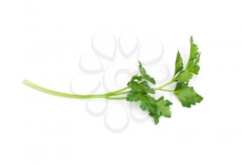 green parsley isolated on white background 
