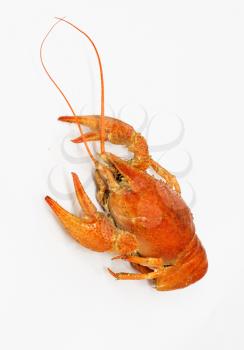 A large cooked red lobster over white 