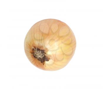 Ripe onion on a white background 