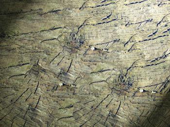 Wood seamless pattern.       