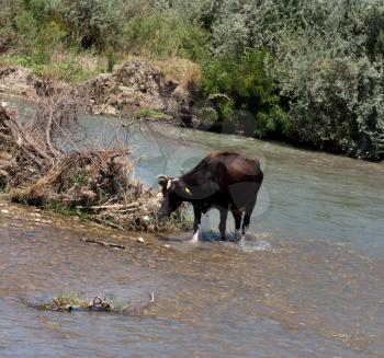 Cows graze on the river