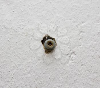 screw in a white wall