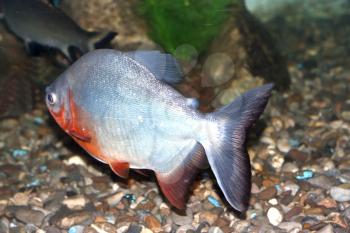 Piranha fish 