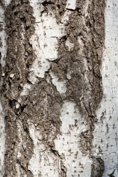 Texture of birch bark, background, (Betula) 