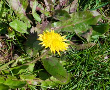 close up of single yellow dandelion on a dark green grass background 